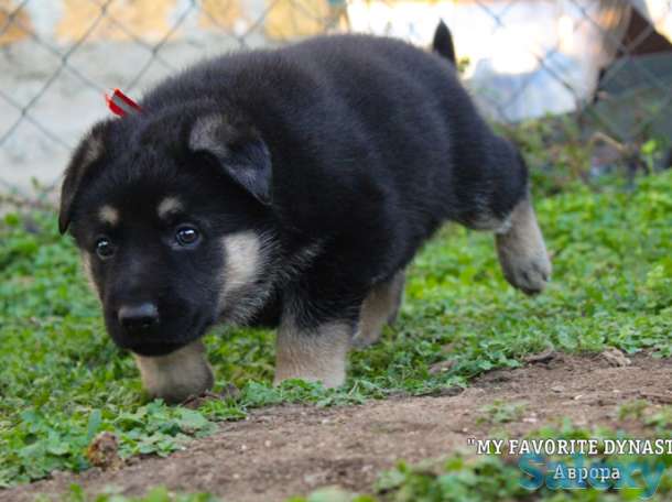 Щенки Восточноевропейской овчарки, фотография 2