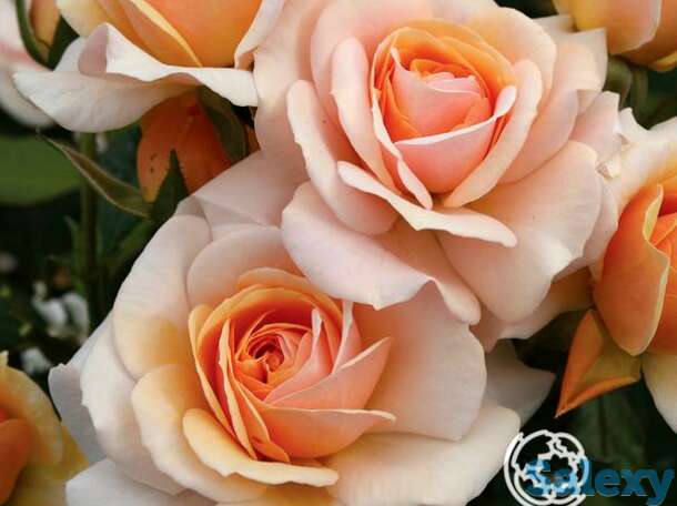 Роза свит хани, топалович, фотография 1