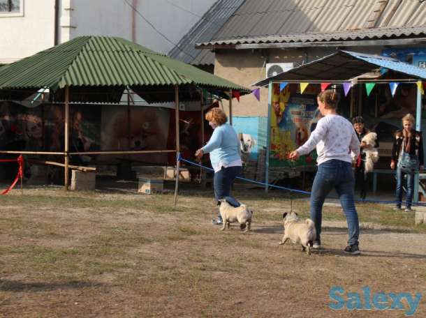 Мопс, фотография 9