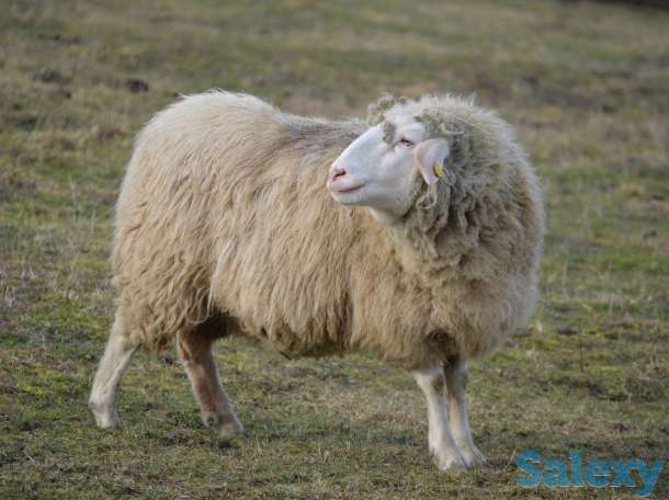 Племенные овцы Белый бергсчаф (скот из Европы класса Элита и Элита Рекорд), фотография 1