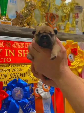 Щенок французского бульдога от чемпионов России, фотография 1