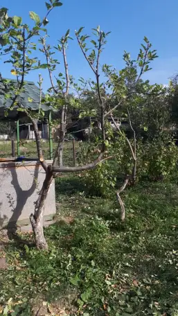 Спил сруб деревьев, фотография 8