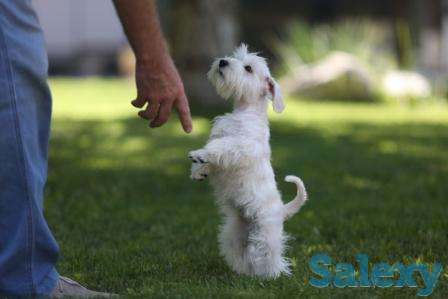 Щенки цвергшнауцера, фотография 1