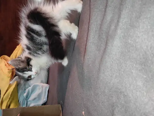 Отдам котят в добрые руки, фотография 1