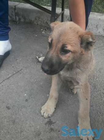 Продам (Добет), фотография 1