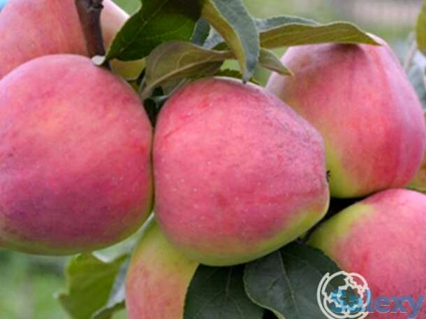 Яблоня кандиль орловский, фотография 1