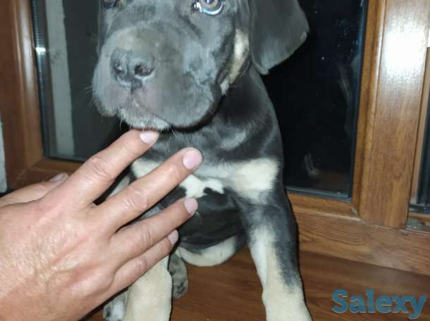 Продам щенков Итальянского мастифа, фотография 3