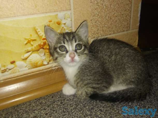 отдам котят в добрые руки, фотография 3