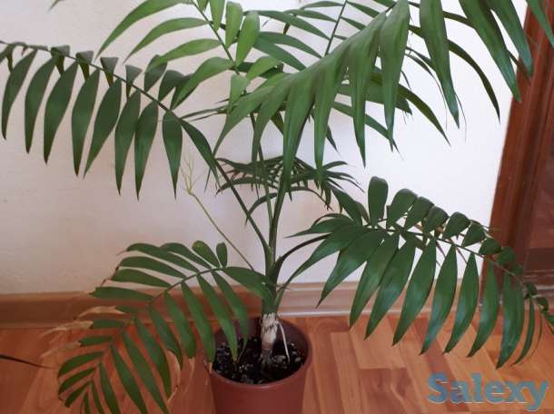 Продам комнатные цветы, фотография 4