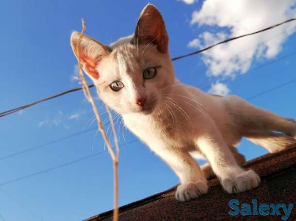 Отдам котят в добрые руки!, фотография 1