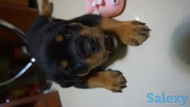 Продам, фотография 8