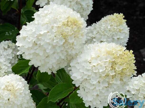 Гортензия саммер сноу, фотография 1