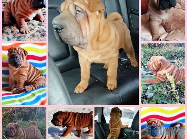 Плюшевые принцессы, фотография 3