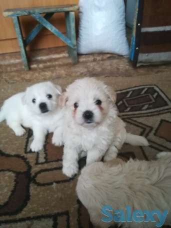 Щенки, фотография 1