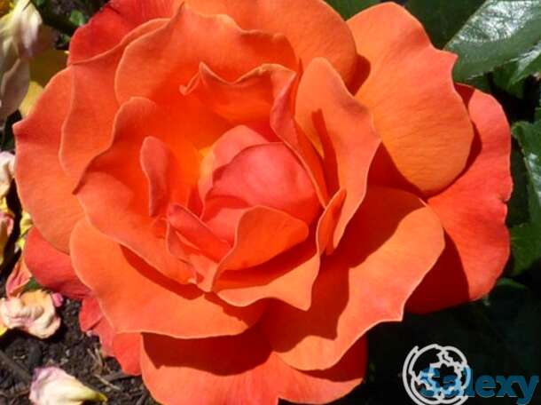 Роза феллоушип, харкнесс, фотография 1