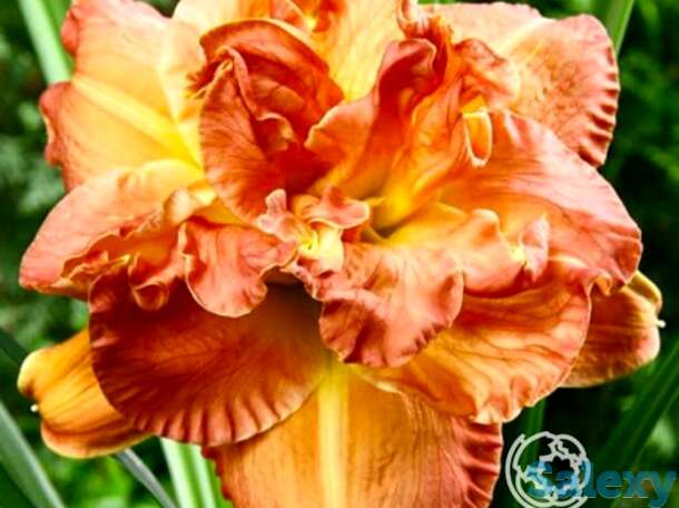 Лилейник кэндллайт диннер, фотография 1