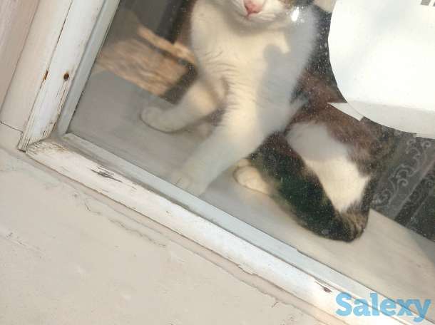 Подарю котят в хорошие ручки), фотография 2