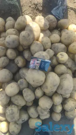Картофель Оптом, фотография 2