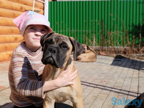 Щенки Бульмастифа, фотография 1