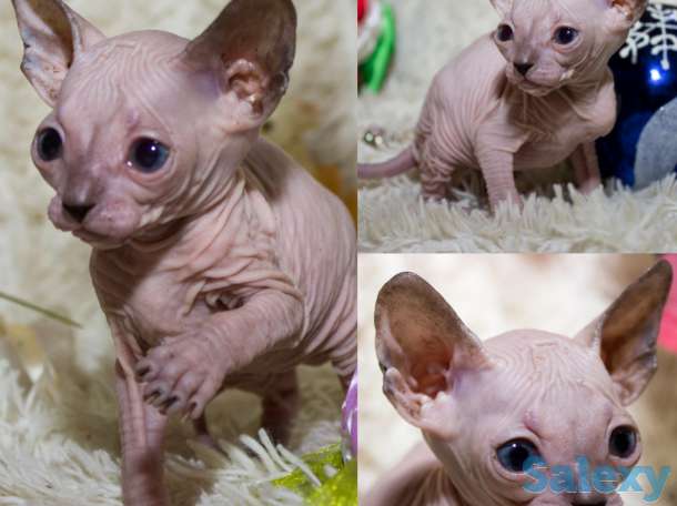 Котята дончаки, фотография 4