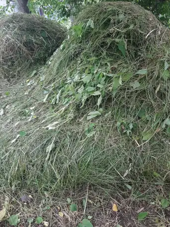 Продам свежескошенное сено., фотография 2