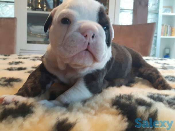 Щенки английского бульдога, фотография 1