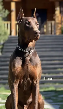 Щенки добермана, фотография 8