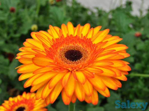 Продаю саженцы герберы, фотография 9