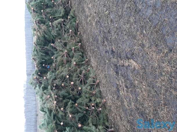 Елка новогодняя, фотография 5