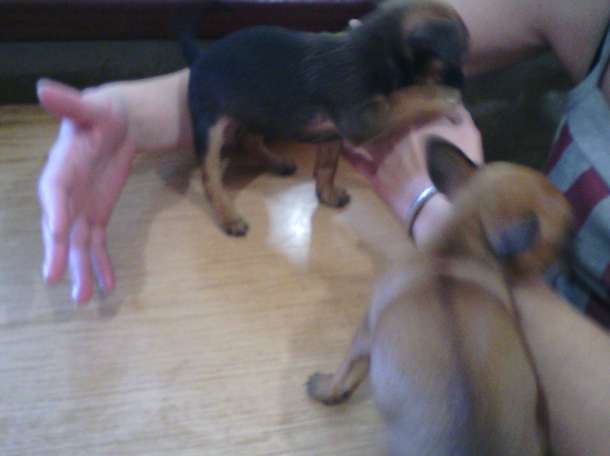 собачку срочно, фотография 12