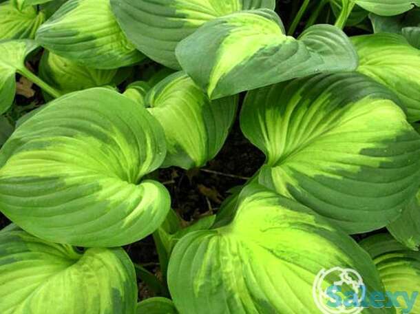 Хоста энчиладас (l), фотография 1