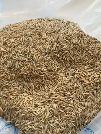 Овёс ГОСТ 28673-90, фотография 2