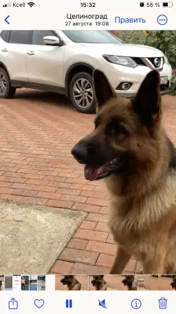 Вязка немецкая овчарка кобель бесплатно, фотография 1