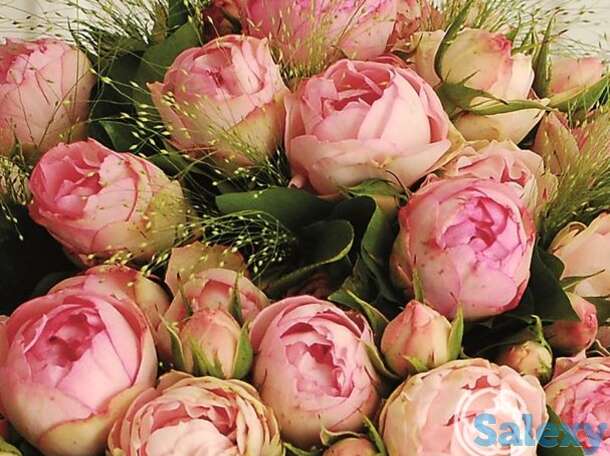 Роза лавли рококо, тантау, фотография 1