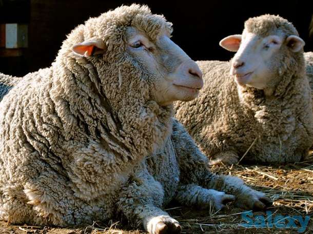 Племенные овцы Прекос (скот из Европы класса Элита и Элита Рекорд), фотография 1