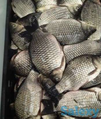 Продам карась живой, фотография 1