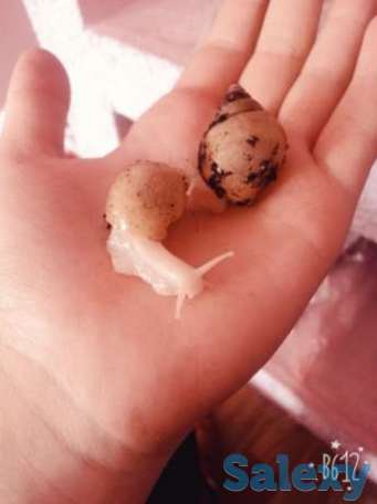 Продам пару уль, фотография 1