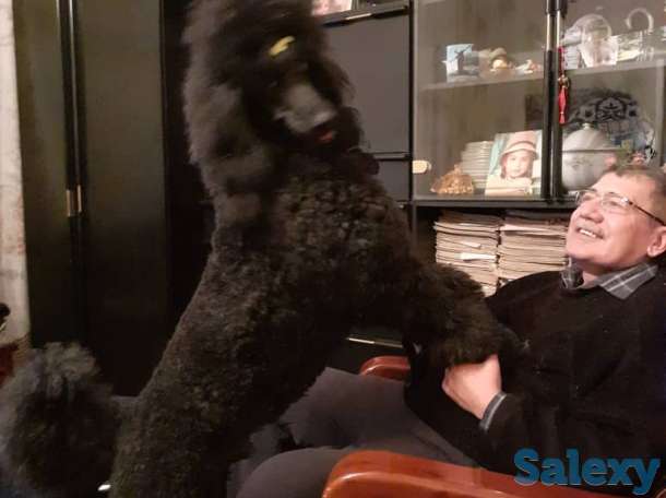 щенки королевского пуделя, фотография 2