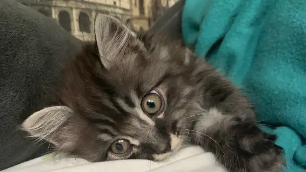 Отдам котенка бесплатно в хорошие руки!, фотография 2