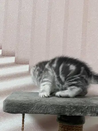 Шотландские котята, фотография 6