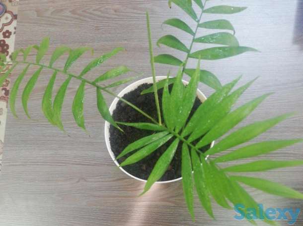 Продажа  комнатные цветы, фотография 7