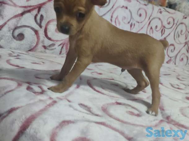 Продам Тойчиков, фотография 6