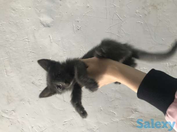 Отдам котят в хорошие руки, фотография 1