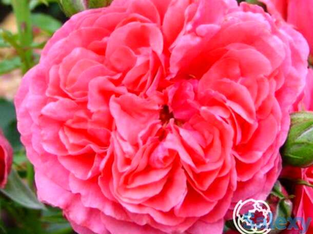 Роза ютерсенс розенконигин кустарниковая, топалович, фотография 1