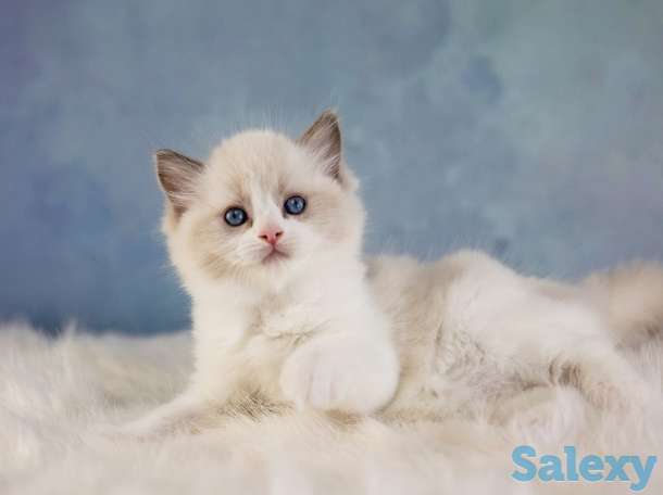 Великолепные котята породы Рэгдолл, фотография 6