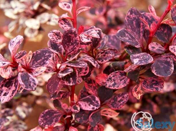 Барбарис арлекин, фотография 1