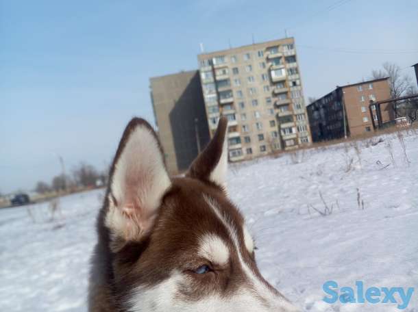 замечательная хаски, фотография 3