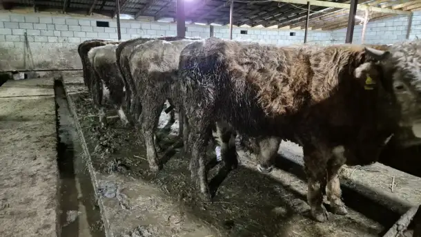 Продам бычков породы Герефордская и Абердин-Ангусская, фотография 4