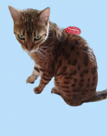 Найдена кошка, фотография 1