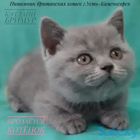 Британские котята, фотография 7